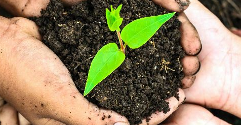 Growing Plant